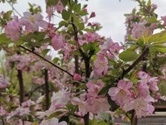 -海棠花溪(元大都城垣遗址公园)