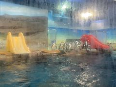 -海合安武汉极地海洋公园