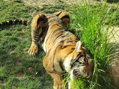 -北京野生动物园