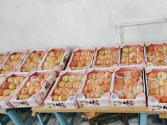 -南汇水蜜桃采摘(大团店)