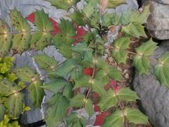 android_upload_pic-中国唐苑