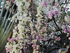 -深圳国际园林花卉博览园