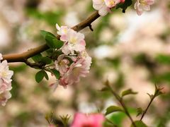 -海棠花溪(元大都城垣遗址公园)