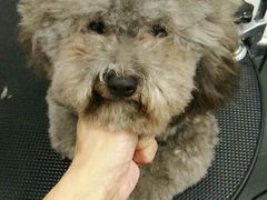 修理前-八公叔叔宠物美容连锁(春申店)