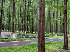 -黄海国家森林公园