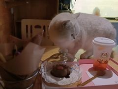 -喵屿·大理花园猫咖