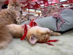 -万达广场(大明宫店)