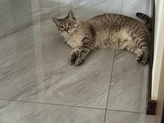 -伟伟宠物医院·瑞派猫友好医院·猫科(光谷店)