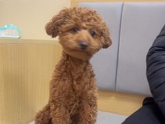 -美联众合动物医院·24h转诊中心