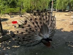 -哈尔滨北方森林动物园