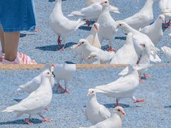 -烟台海昌鲸鲨海洋公园