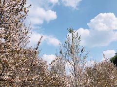 -两河城市森林公园