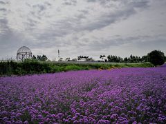-紫颐香薰山谷景区