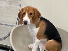 -有喵·猫咖·狗咖·40+猫狗有小奶狗(岗厦店)