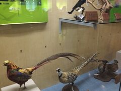 -陕西自然博物馆