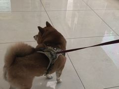 -北京观赏动物医院·24小时大型综合·猫专科·异宠专科