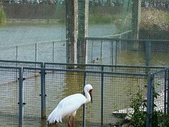 -盐城丹顶鹤湿地生态旅游区