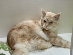 -青奢宠物·青奢猫舍