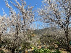 -广州市流溪河国家森林公园