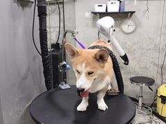 -PETKIT小佩宠物(昭化店)