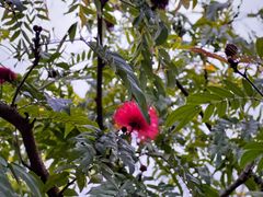 -靖西鹅泉风景区