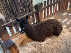 -萌宠奇缘(荣鼎店)