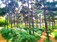 -北京西山国家森林公园