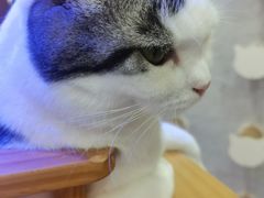 -喵园·猫主题咖啡厅·撸猫·猫咖(国贸店)