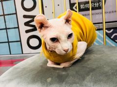 -BABIT巴比特宠物(MOMOPARK店)