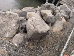 -企鹅岛