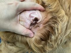-达爱动物医院·犬猫分区·CT·复杂眼科(远洋山水分院)