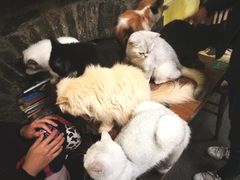 -猫色咖啡·猫咖