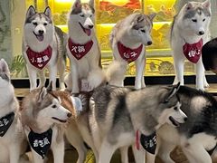 -Husky Go! 哈士奇体验馆·宠物咖啡厅狗咖
