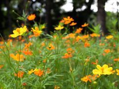 -荔枝公园(福田区)