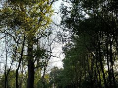 -东平国家森林公园