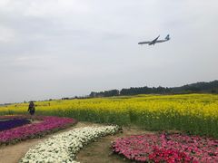 -空港花田景区