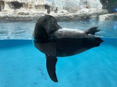 -帝企鹅自助餐厅•儿童岛•真企鹅(长隆企鹅酒店)