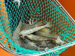 -扶摇树下·椒麻鲜活虾(石家庄勒泰广场店)