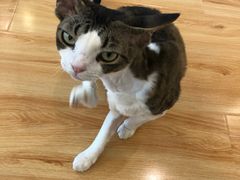 -momokira米努特·德文卷毛猫·棉花面纱犬