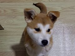 -小叮当动物医院·骨科·眼科