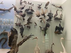 -国家自然博物馆