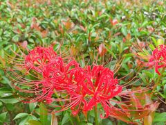 -白塘生态植物园
