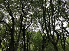 -新虹桥中心花园