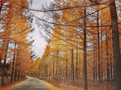 -塞罕坝国家级自然保护区