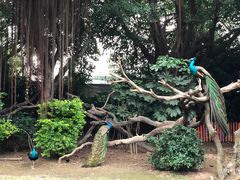 -广州长隆飞鸟乐园