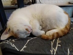 -平行世界·猫咖(首经贸店)