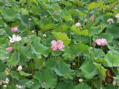 滩2-贵阳市花溪国家城市湿地公园