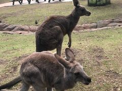 -费瑟代尔野生动物园