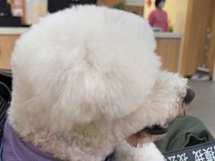 -爱妮康宠物医院·干细胞免疫细胞·肿瘤·心脏(张江店)