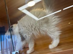 -猫十亿·布偶金渐层·曼基康矮脚猫舍(青年路店)